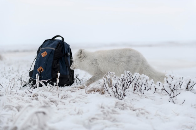 Photo wild arctic fox and backpack in tundra. arctic fox standing.
