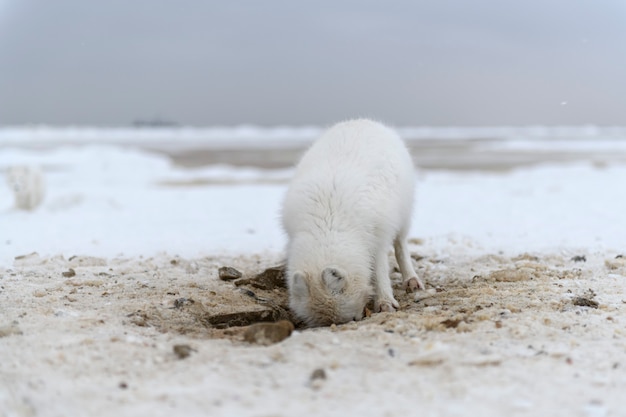 Wild arctic fox digging snow on the beach White arctic fox looking for food in tundra