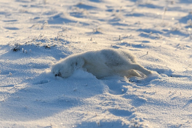 Wild arctic fox lying in tundra in winter time. Funny arctic fox playing.