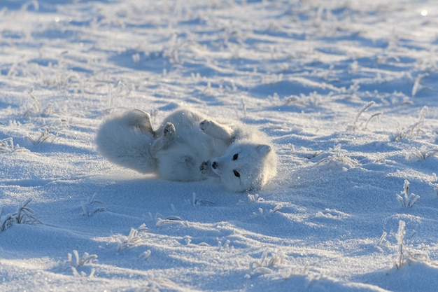 Wild arctic fox lying in tundra in winter time. Funny arctic fox playing.