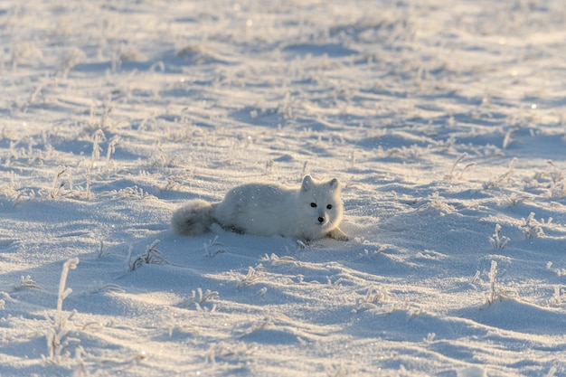 Wild arctic fox lying in tundra in winter time. Funny arctic fox playing.