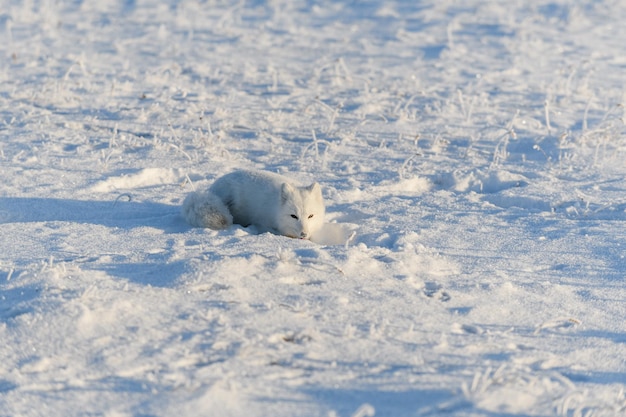 Wild arctic fox lying in tundra in winter time Funny arctic fox playing