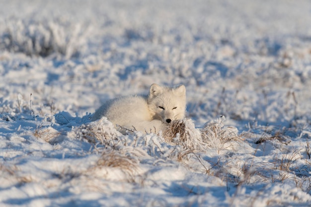 Volpe artica selvaggia nella tundra volpe artica sdraiata dormendo nella tundra