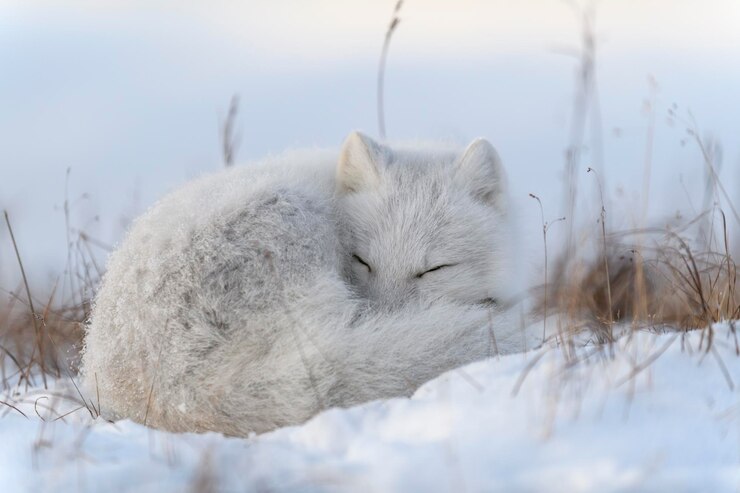 トンドラの野生の北極キツネ アークティックキツネはトンドラで眠っている