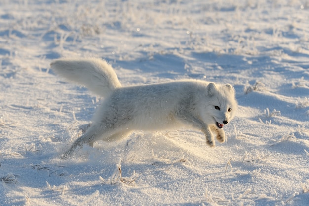 사진 겨울철 툰드라의 야생 북극 여우(vulpes lagopus). 흰색 북극 여우 실행입니다.