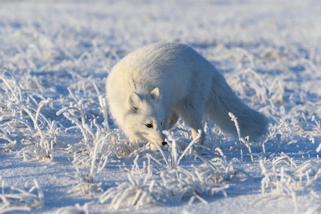 Дикая арктическая лисица Vulpes Lagopus в тундре зимой Белая арктическая лисица крупным планом