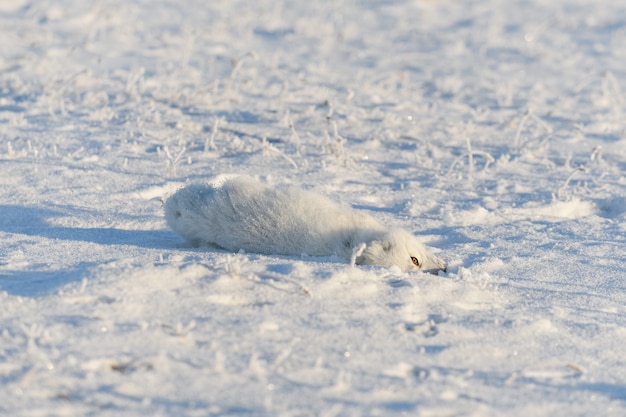 겨울철 툰드라의 야생 북극 여우(Vulpes Lagopus). 흰색 북극 여우 거짓말. 툰드라에서 자고 있습니다.