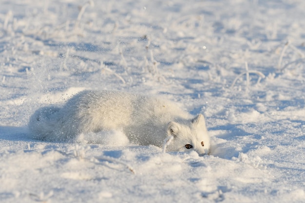 Wild arctic fox Vulpes Lagopus in tundra in winter time White arctic fox lying Sleeping in tundra