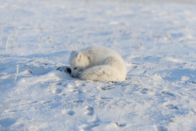 Wild arctic fox Vulpes Lagopus in tundra in winter time White arctic fox lying Sleeping in tundra