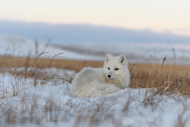 Wild arctic fox (Vulpes Lagopus) in tundra in winter time. White arctic fox lying.