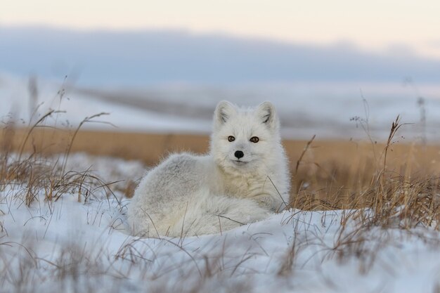 Foto volpe artica selvaggia (vulpes lagopus) nella tundra nel periodo invernale. volpe artica bianca sdraiata.