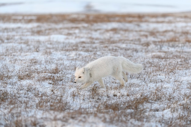 겨울철에 툰드라에서 야생 북극 여우 (여우 속 Lagopus). 흰색 북극 여우 실행.