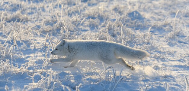 Wild arctic fox (Vulpes Lagopus) in tundra in winter time. White arctic fox running.