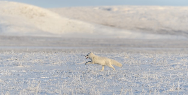 Wild arctic fox (Vulpes Lagopus) in tundra in winter time. White arctic fox running.