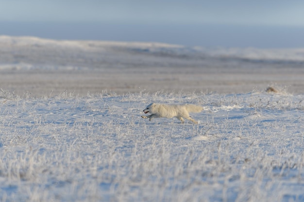 Дикая арктическая лисица Vulpes Lagopus в тундре зимой Белая арктическая лисица бежит