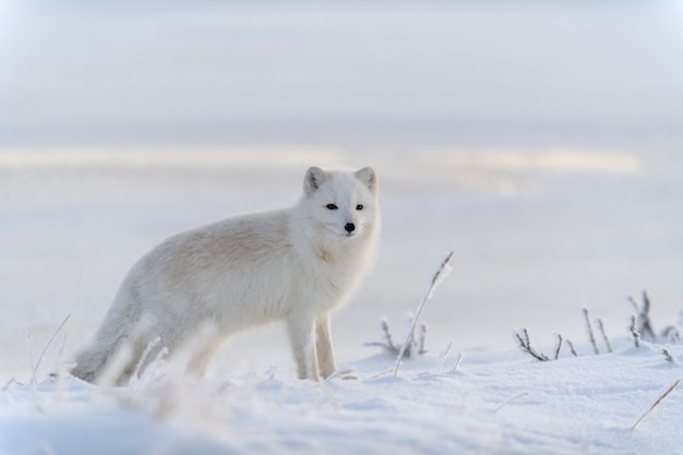 Volpe artica selvaggia (vulpes lagopus) nella tundra nell'orario invernale. volpe artica bianca.