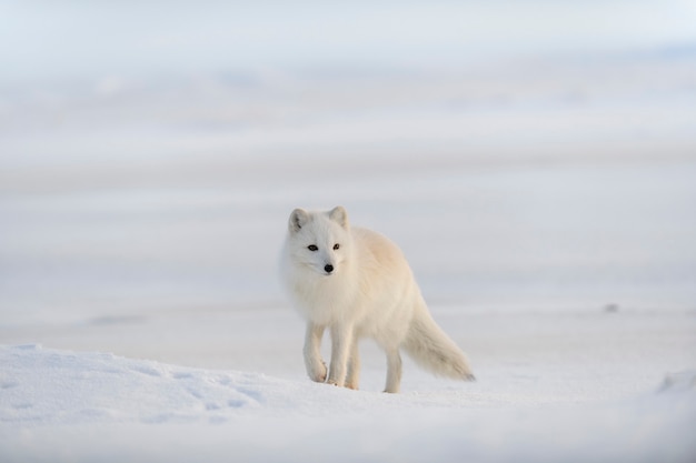 Wild arctic fox (Vulpes Lagopus) in tundra in winter time. White arctic fox.