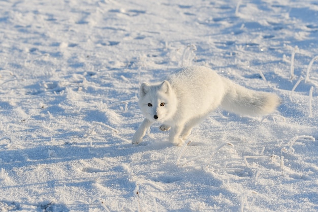 Wild arctic fox (Vulpes Lagopus) in tundra in winter time. White arctic fox.