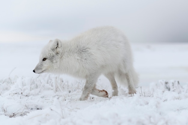 Volpe artica selvaggia (vulpes lagopus) nella tundra nell'orario invernale. volpe artica bianca.