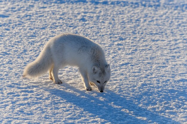 冬のツンドラに生息する野生のホッキョクギツネ（Vulpes Lagopus）。白いホッキョクギツネ。