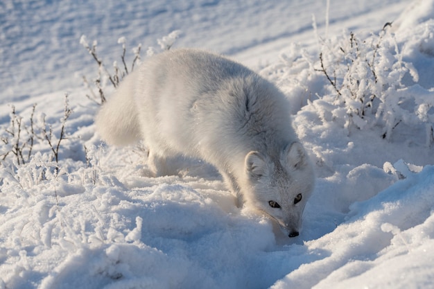 Wild arctic fox (Vulpes Lagopus) in tundra in winter time. White arctic fox.