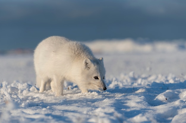 Дикий песец (Vulpes Lagopus) в тундре зимой. Белый песец.