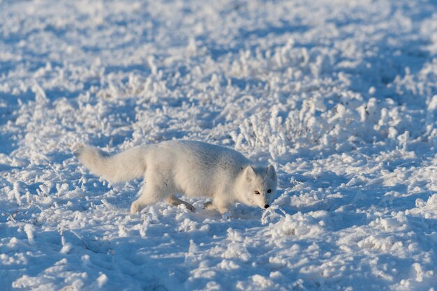 Wild arctic fox (Vulpes Lagopus) in tundra in winter time. White arctic fox.