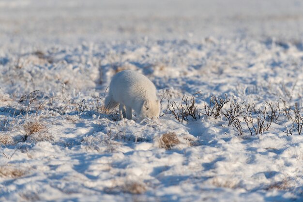 Wild arctic fox (Vulpes Lagopus) in tundra in winter time. White arctic fox.