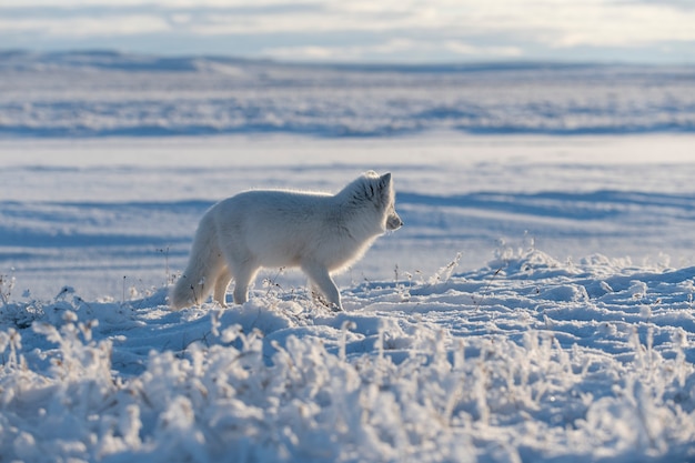 Photo wild arctic fox (vulpes lagopus) in tundra in winter time. white arctic fox.