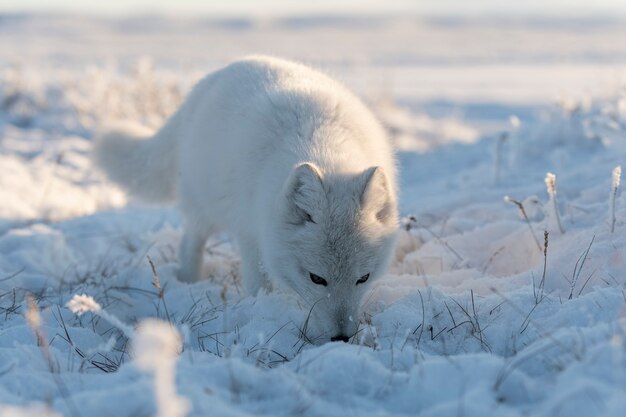 Wild arctic fox (Vulpes Lagopus) in tundra in winter time. White arctic fox.