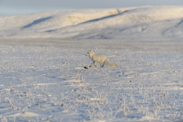 Wild arctic fox (Vulpes Lagopus) in tundra in winter time. White arctic fox.