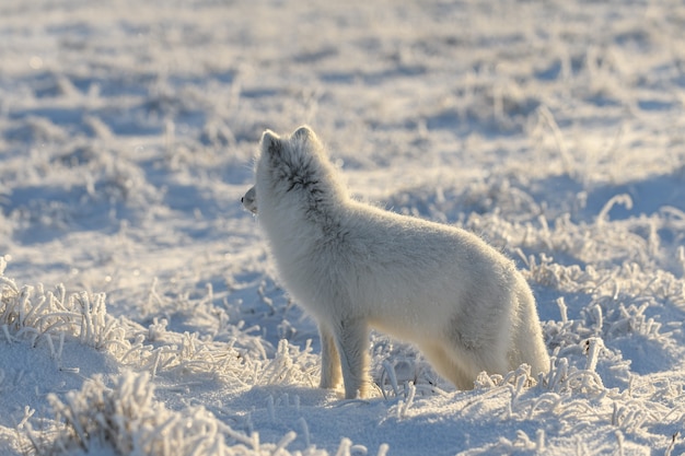 Wild arctic fox (Vulpes Lagopus) in tundra in winter time. White arctic fox.