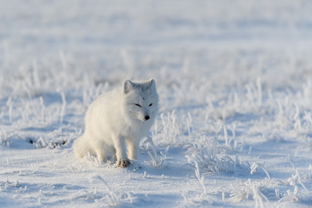 Wild arctic fox (Vulpes Lagopus) in tundra in winter time. White arctic fox.