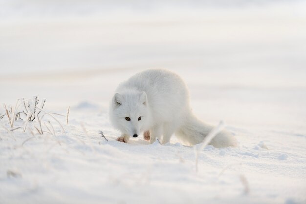 겨울철 툰드라의 야생 북극 여우(Vulpes Lagopus). 흰색 북극 여우.