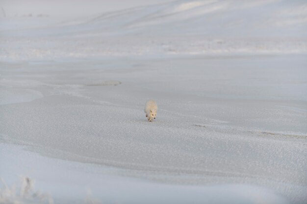 Wild arctic fox (Vulpes Lagopus) in tundra in winter time. White arctic fox.