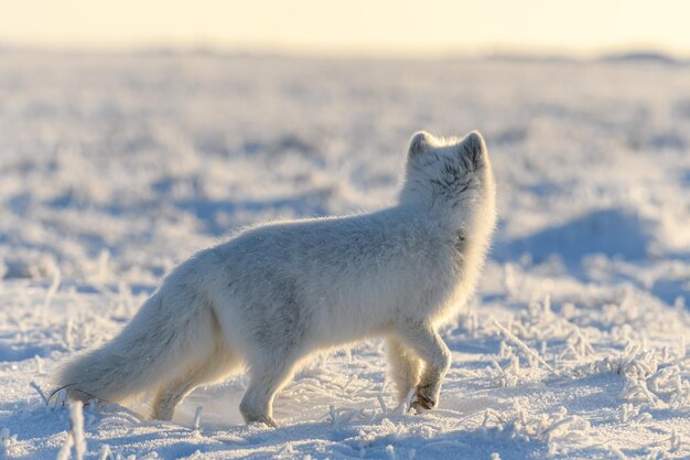 Wild arctic fox Vulpes Lagopus in tundra in winter time White arctic fox