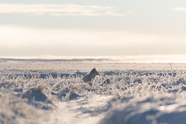 Wild arctic fox Vulpes Lagopus in tundra in winter time White arctic fox