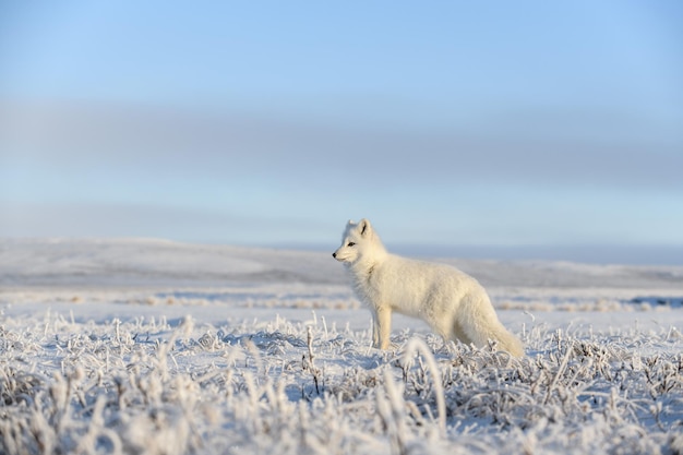 겨울 시간에 툰드라의 야생 북극 여우 Vulpes Lagopus 흰색 북극 여우