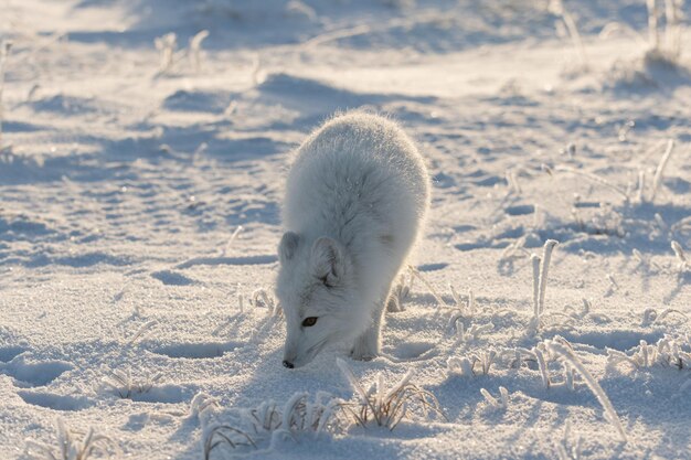 Wild arctic fox Vulpes Lagopus in tundra in winter time White arctic fox