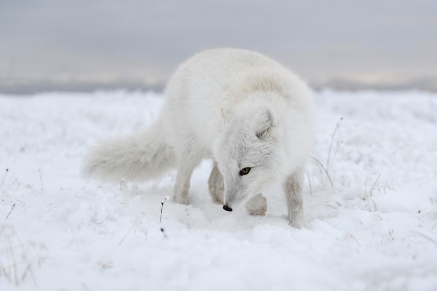 겨울 시간에 툰드라의 야생 북극 여우 Vulpes Lagopus 흰색 북극 여우