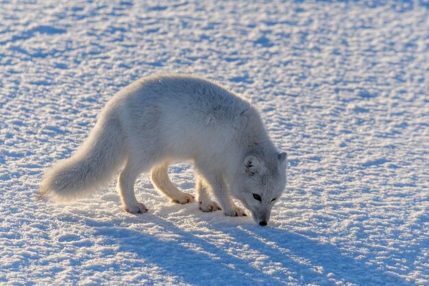 Дикая арктическая лисица Vulpes Lagopus в тундре зимой Белая арктическая лисица