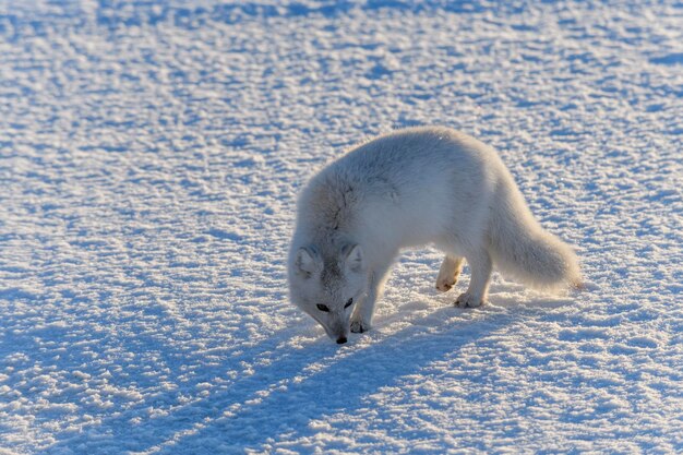 Wild arctic fox Vulpes Lagopus in tundra in winter time White arctic fox