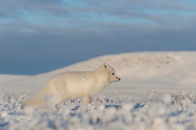 Дикая арктическая лисица Vulpes Lagopus в тундре зимой Белая арктическая лисица