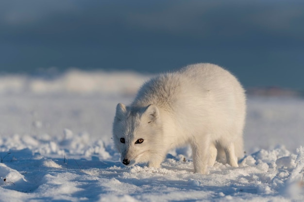 Wild arctic fox Vulpes Lagopus in tundra in winter time White arctic fox