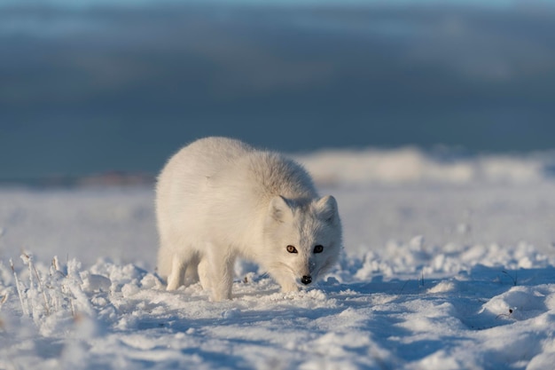 Wild arctic fox Vulpes Lagopus in tundra in winter time White arctic fox