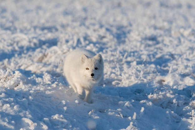Wild arctic fox Vulpes Lagopus in tundra in winter time White arctic fox