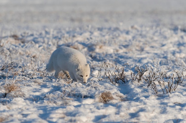 Дикая арктическая лисица Vulpes Lagopus в тундре зимой Белая арктическая лисица