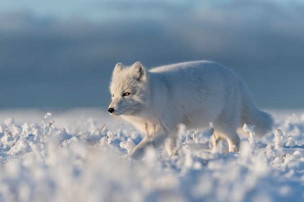 Wild arctic fox Vulpes Lagopus in tundra in winter time White arctic fox
