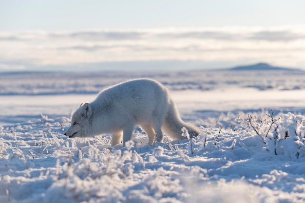 겨울 시간에 툰드라의 야생 북극 여우 Vulpes Lagopus 흰색 북극 여우