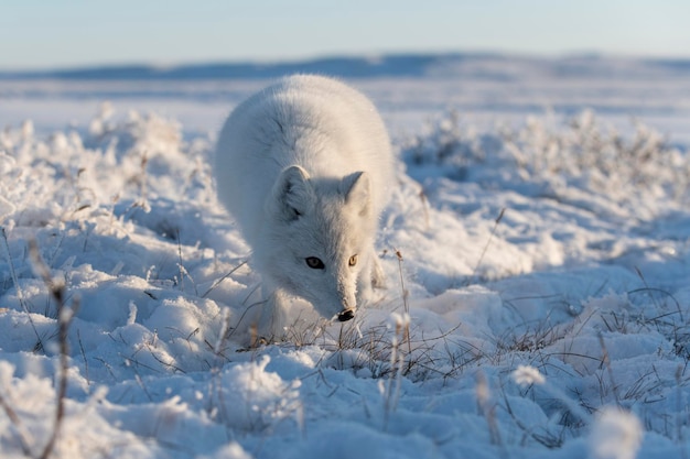 Wild arctic fox Vulpes Lagopus in tundra in winter time White arctic fox